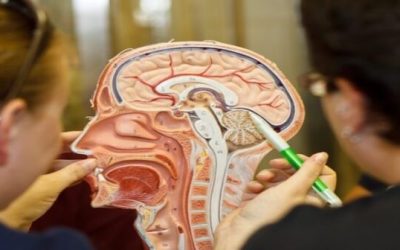 Cancer cells mobilising the nervous system? Let’s use them to inhibit the tumour